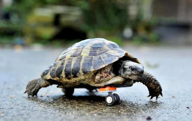 schnelle schildkröte